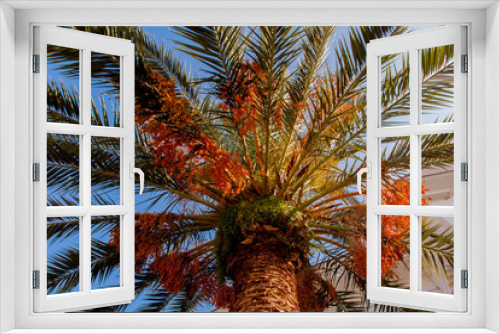 Fototapeta Naklejka Na Ścianę Okno 3D - palm tree in the sun