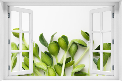 Fototapeta Naklejka Na Ścianę Okno 3D - Pumpkin microgreens. Sprouting Microgreens. Seed Germination at home.