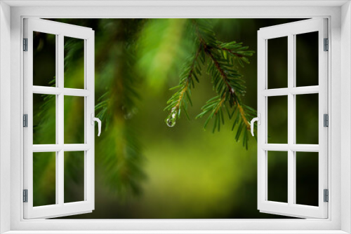 Fototapeta Naklejka Na Ścianę Okno 3D - pine branches 