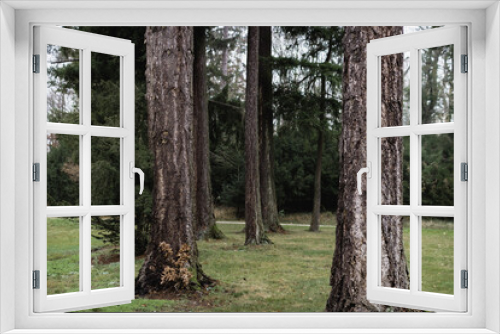 Fototapeta Naklejka Na Ścianę Okno 3D - Baumgruppe im Lainzer Tiergarten