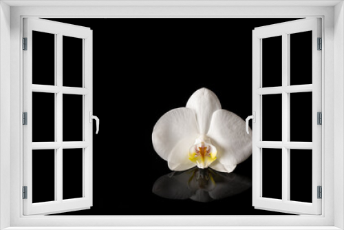 Fototapeta Naklejka Na Ścianę Okno 3D - white orchid on black