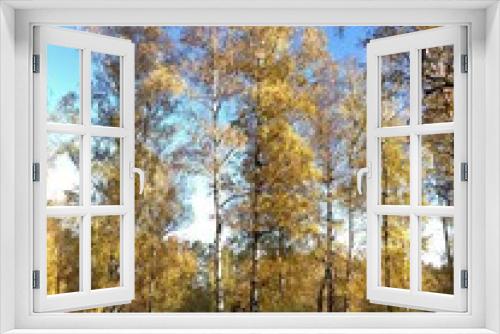 Fototapeta Naklejka Na Ścianę Okno 3D - Herbstlich gefärbte Birkenbäume