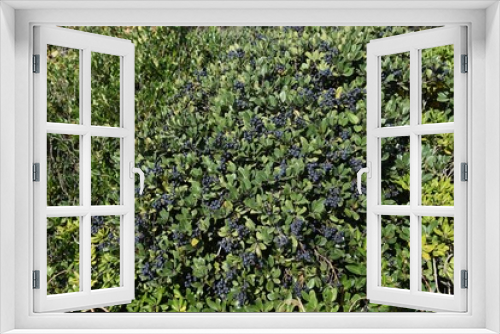 Fototapeta Naklejka Na Ścianę Okno 3D - Rhaphiolepis umbellata berries. Rosaceae evergreen shrub.