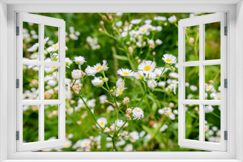 Fototapeta Naklejka Na Ścianę Okno 3D - Field Flowers