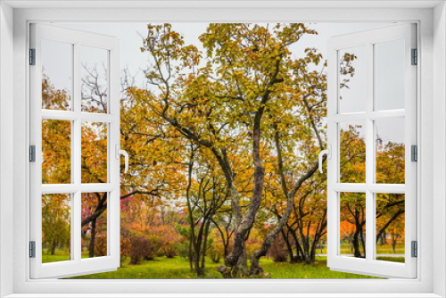 Fototapeta Naklejka Na Ścianę Okno 3D - Leaf fall in the park in autumn. Landscape with apple trees, maples and other trees on a cloudy day.