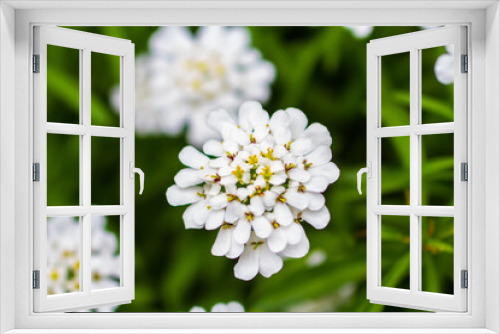 Fototapeta Naklejka Na Ścianę Okno 3D - White flowers close up