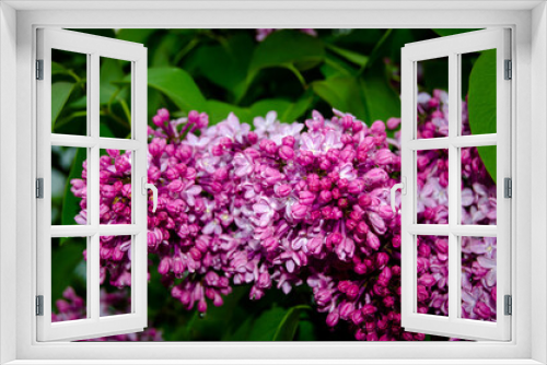 Fototapeta Naklejka Na Ścianę Okno 3D - Blooming lilac among green foliage