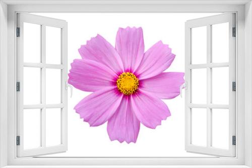 Fototapeta Naklejka Na Ścianę Okno 3D - Pink cosmo flowers isolate on white background