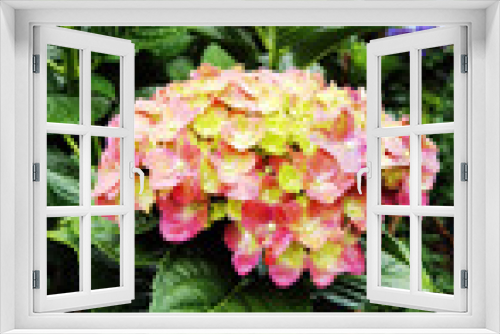 Fototapeta Naklejka Na Ścianę Okno 3D - Pink hortensia holland flower in the garden