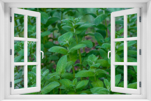 Fototapeta Naklejka Na Ścianę Okno 3D - Mint surface. Young mint in the garden. Home growing concept. Natural food concept. 