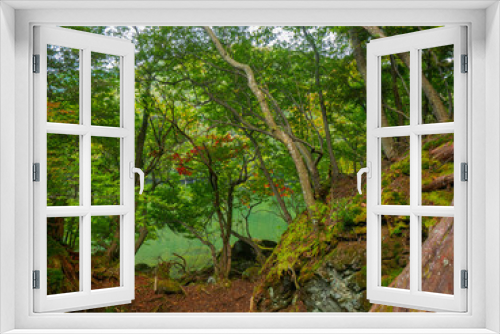 Fototapeta Naklejka Na Ścianę Okno 3D - Forest in lakeside (Tochigi, Japan)