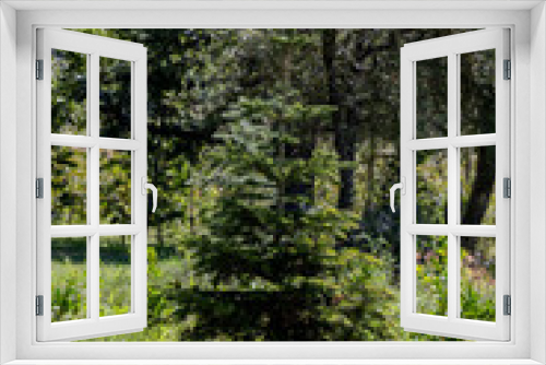 Fototapeta Naklejka Na Ścianę Okno 3D - The small spruce grows in the mountains forest close-up