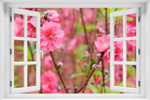 Fototapeta Naklejka Na Ścianę Okno 3D - peach blossom bloom in an orchard
