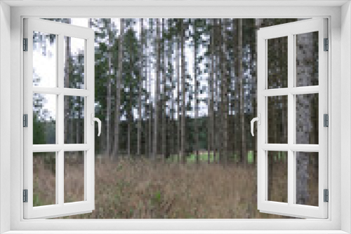 Fototapeta Naklejka Na Ścianę Okno 3D - Der Schwarzwald...