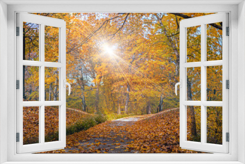 Fototapeta Naklejka Na Ścianę Okno 3D - Wooded Forest Path Fall Sun Flare 