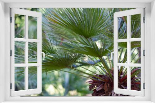 Fototapeta Naklejka Na Ścianę Okno 3D - palm branches at the top of the palm tree close-up, against the backdrop of the tropic forest