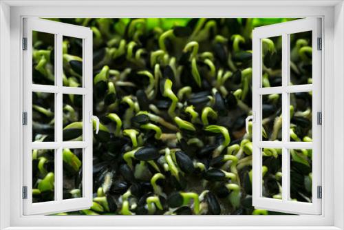 Fototapeta Naklejka Na Ścianę Okno 3D - Growing microgreens, home garden. Sprouted sunflower seeds on a linen mat