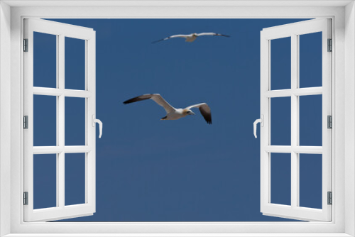 Fototapeta Naklejka Na Ścianę Okno 3D - Northern gannet flying (Morus bassanus) Bonaventure Island, Percé, Quebec, Canada