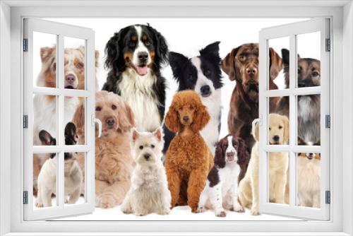Fototapeta Naklejka Na Ścianę Okno 3D - Huge dog group with different dogs