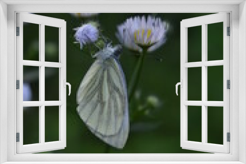 Fototapeta Naklejka Na Ścianę Okno 3D - butterfly on flower