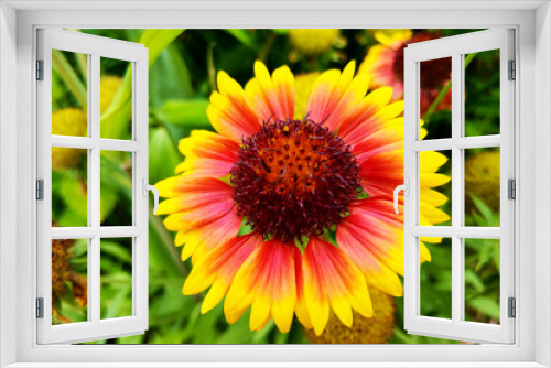 Fototapeta Naklejka Na Ścianę Okno 3D - Gaillardia arizona sun flower is blooming, yellow pollen, colorful background.