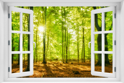 Fototapeta Naklejka Na Ścianę Okno 3D - Bright Sunny Forest with Old Beech Trees