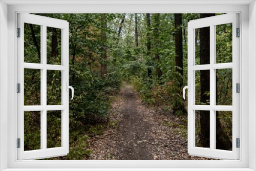 Fototapeta Naklejka Na Ścianę Okno 3D - Shady path in the green forest. Healthy outdoor walks