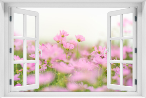 Fototapeta Naklejka Na Ścianę Okno 3D - Nature of cosmos flower in garden using as cover page background natural flora wallpaper or template brochure landing page design