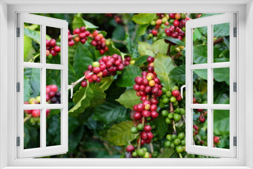 Fototapeta Naklejka Na Ścianę Okno 3D - Coffee bean