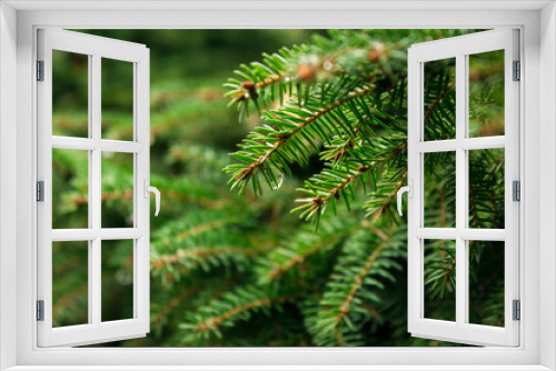 Fototapeta Naklejka Na Ścianę Okno 3D - Detailed Christmas tree branches background