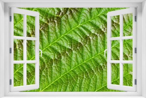 Fototapeta Naklejka Na Ścianę Okno 3D - Green texture of young raspberry leaves close up