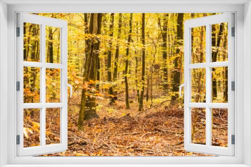 Fototapeta Naklejka Na Ścianę Okno 3D - beech forest in autumn with its pretty golden colors