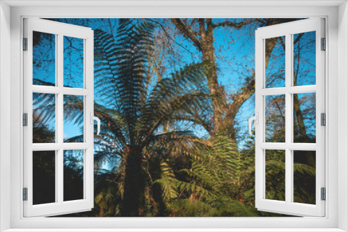 Fototapeta Naklejka Na Ścianę Okno 3D - palm tree in the wind