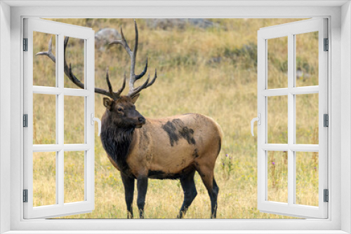 Fototapeta Naklejka Na Ścianę Okno 3D - Bull Elk - A close-up side view of a strong mature bull elk standing and grazing in a mountain meadow on a late Summer evening. Rocky Mountain National Park, Estes Park, Colorado, USA.