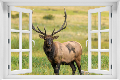 Fototapeta Naklejka Na Ścianę Okno 3D - Bull Elk - A close-up front view of a strong mature bull elk standing and grazing in a mountain meadow on a late Summer evening. Rocky Mountain National Park, Estes Park, Colorado, USA.