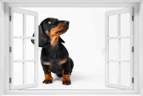 Fototapeta Naklejka Na Ścianę Okno 3D - Cute playful dachshund puppy sits and looks up waiting for the command on a white background, copy space for advertising.