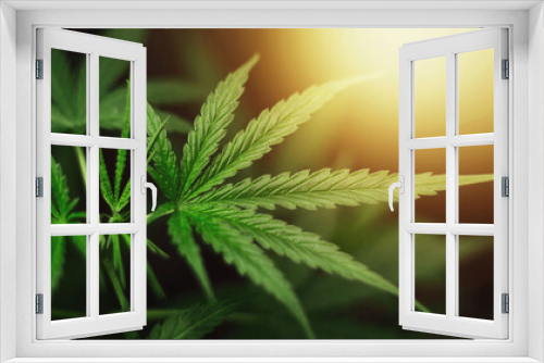 Fototapeta Naklejka Na Ścianę Okno 3D - Marijuana on a blurred natural background at sunset