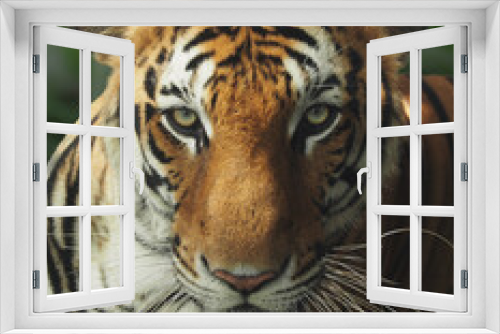 Fototapeta Naklejka Na Ścianę Okno 3D - A beautiful close-up shot of handsome Asian wild bengal Tiger face looking at camera with serious mood  background is green forest