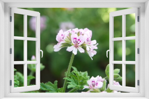 Fototapeta Naklejka Na Ścianę Okno 3D - Geranium fragrance 
