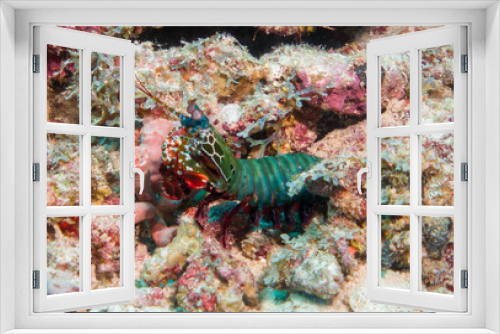 Fototapeta Naklejka Na Ścianę Okno 3D - Odontodactylus scyllarus commonly known as the peacock mantis shrimp on the maldives