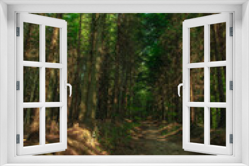 Fototapeta Naklejka Na Ścianę Okno 3D - summer forest landscape nature photography vertical picture concept high trees and dirt trail path way in Carpathian mountains