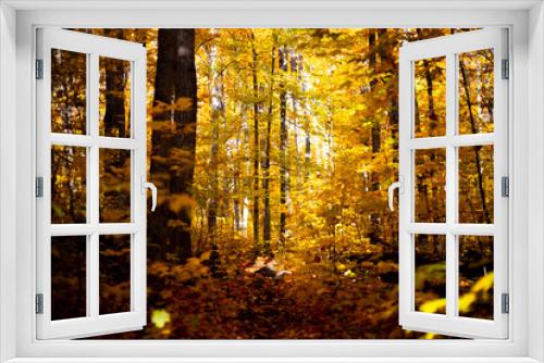 Fototapeta Naklejka Na Ścianę Okno 3D - Autumn Forest