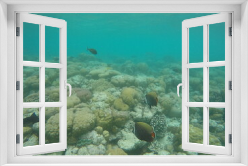 Fototapeta Naklejka Na Ścianę Okno 3D - fish