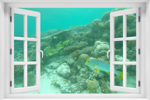 Fototapeta Naklejka Na Ścianę Okno 3D - fish