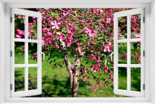 Fototapeta Naklejka Na Ścianę Okno 3D - lilac cherry blossoms in the city