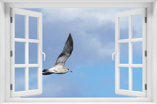 Fototapeta Naklejka Na Ścianę Okno 3D - beautiful seagull in flight. Summer