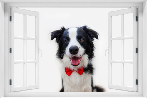 Fototapeta Naklejka Na Ścianę Okno 3D - Cute puppy dog with funny face border collie in bow tie as gentleman or groom on white background. New lovely member of family little dog looking at camera. Funny pets animals life concept.