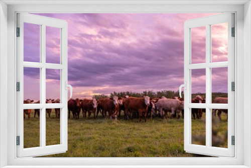 Fototapeta Naklejka Na Ścianę Okno 3D - Cows in a field at sunset