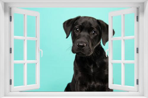 Fototapeta Naklejka Na Ścianę Okno 3D - Portrait of a cute black labrador retriever puppy looking at the camera on a turquoise blue background