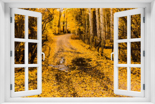 Fototapeta Naklejka Na Ścianę Okno 3D - Fall Color on Last Dollar Road Near Ridgeway, Colorado, USA